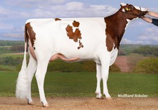 Stina VG-86