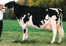 Stookey Elm Park Blackrose EX-96