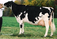 Stookey Elm Park Blackrose EX-96