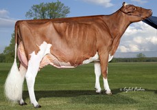 Strans-Jen-D Tequila-Red  EX-96