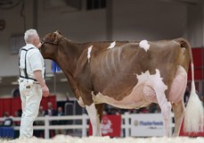 Strans-Jen-D Tequila-Red EX-96 Strans-Jen-D Tequila-Red EX-96