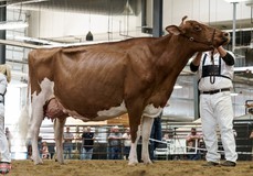 Strans-Jen-D Tequila-Red EX-96