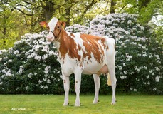 Sudena Alice Red VG-86