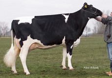 Sunday ALH Prudence VG-88