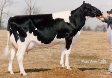 Sunnylodge Jennifer VG-85