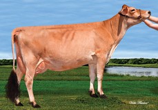 Sunset Canyon Dimension Maid VG-85