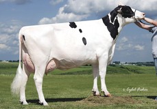 Synergy Planet Piper-ET EX-91