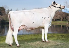 Teemar Shottle Aloha VG-88