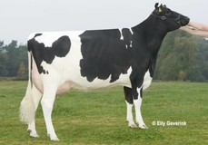 THI Toni VG-87