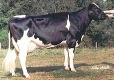 Tidy-Brook Elton Steph VG-86 Tidy-Brook Elton Steph VG-86