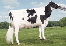 Tiger-Lily Planet Limbo VG-85