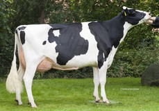 Tir An Narirobi DK2371402481 Numero Uno 5.La VG-88 Tir An Narirobi DK2371402481 Numero Uno 5.La VG-88