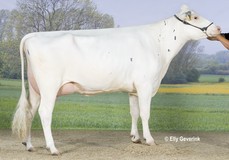 Tir-An Shottle Goldmine EX-92