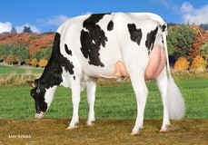 Tirsvad Bookem Nessie VG-89