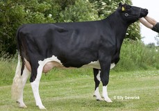 Tirsvad Juwel Ghana VG-88