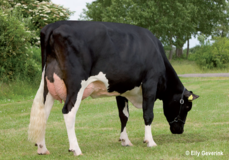Tirsvad Juwel Ghana VG-88 Tirsvad Juwel Ghana VG-88