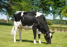 Tirsvad K&L Pursuit Milano ET VG-88