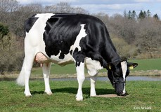 Tirsvad Limbo Gatsby VG-88