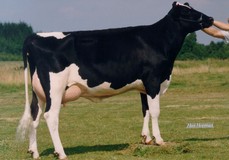 Tirsvad Luke Classic EX-90