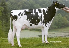 Tirsvad Shottle Neblina VG-87 Tirsvad Shottle Neblina VG-87