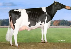 Tirsvad Supersire Cooke VG-87 Tirsvad Supersire Cooke VG-87