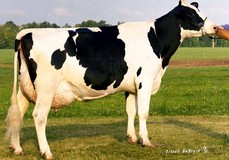 Tui Onyx Nick VG-86