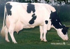 Tui Opel Ned Boy VG-89