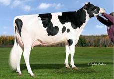 Jenniton M-O-M Savana-Et EX-90