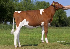 VanHolland Shakira 3 PP-Red VG-88