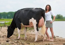 VanHolland Rochelle VG-88