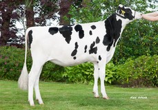 Veenhuizer K&L BL Nelize Veenhuizer K&L BL Nelize