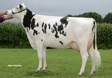 Veenhuizer Mascol Rome VG-85