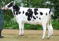 Veenhuizer Nelleke VG-87 Veenhuizer Nelleke VG-87
