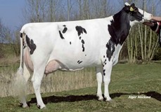 Veenhuizer Zadia 7 EX-91