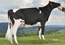 Vekis Sudan Mellow VG-88