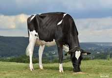 Vekis Sudan Mellow VG-88