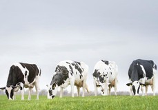 Venerieta Ida familie - Ida O - Ida 6 - Ida 31 - Ida 66 VG-86 Venerieta Ida familie - Ida O - Ida 6 - Ida 31 - Ida 66 VG-86