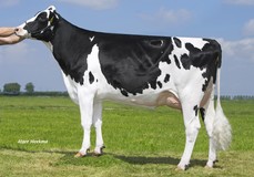 Veneriete Epic Ida 66 VG-88