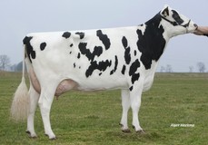 Veneriete Shottle Ida 6 VG-88