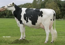 Vero Anne 21 VG-85