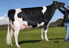 Vieuxsaule Bolton Halia VG-87