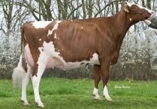 ViG My Love Red VG-87