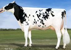 Vision-Gen SH Sho A12037 VG-87