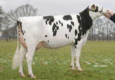 Visstein Choice VG-85