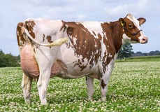 Visstein K&L SV Aderina Red VG-89 Visstein K&L SV Aderina Red VG-89