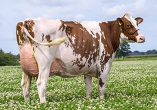 Visstein K&L SV Aderina Red VG-89