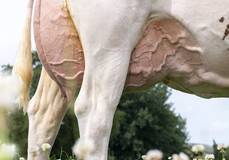 Visstein K&L SV Aderina Red VG-89 Visstein K&L SV Aderina Red VG-89