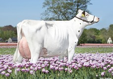 VMO Louisa Red VG-85 VMO Louisa Red VG-85