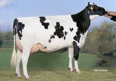 VVH PW Angela 1  VG-86