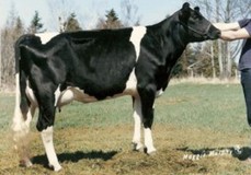 Walkup Bell Lou Etta VG-88